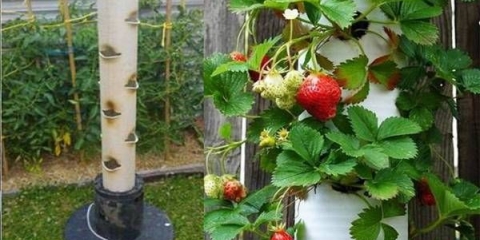 Uzgoj jagoda u pvc cijevima okomito